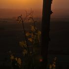 Abends im Weinberg