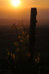 Abends im Weinberg