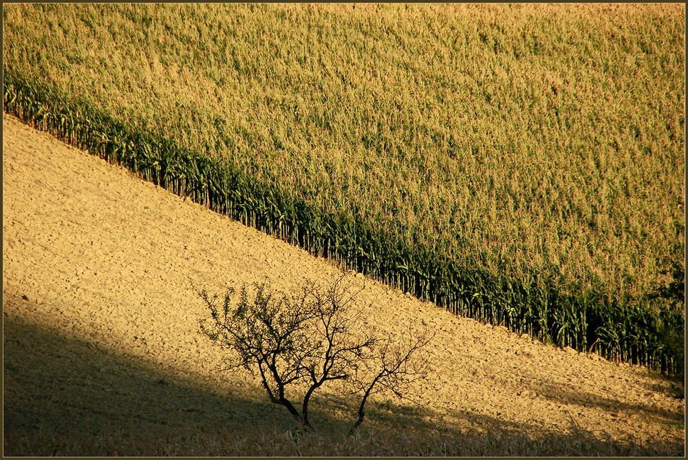 Abends im Weinviertel