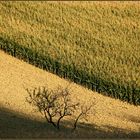 Abends im Weinviertel