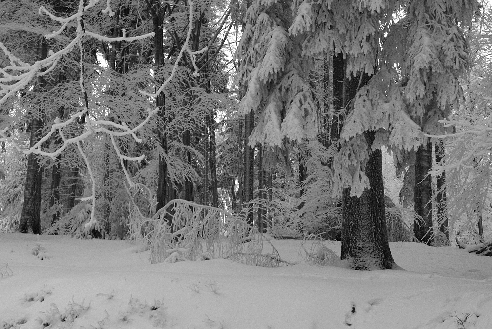 Abends im Winterwald