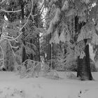 Abends im Winterwald