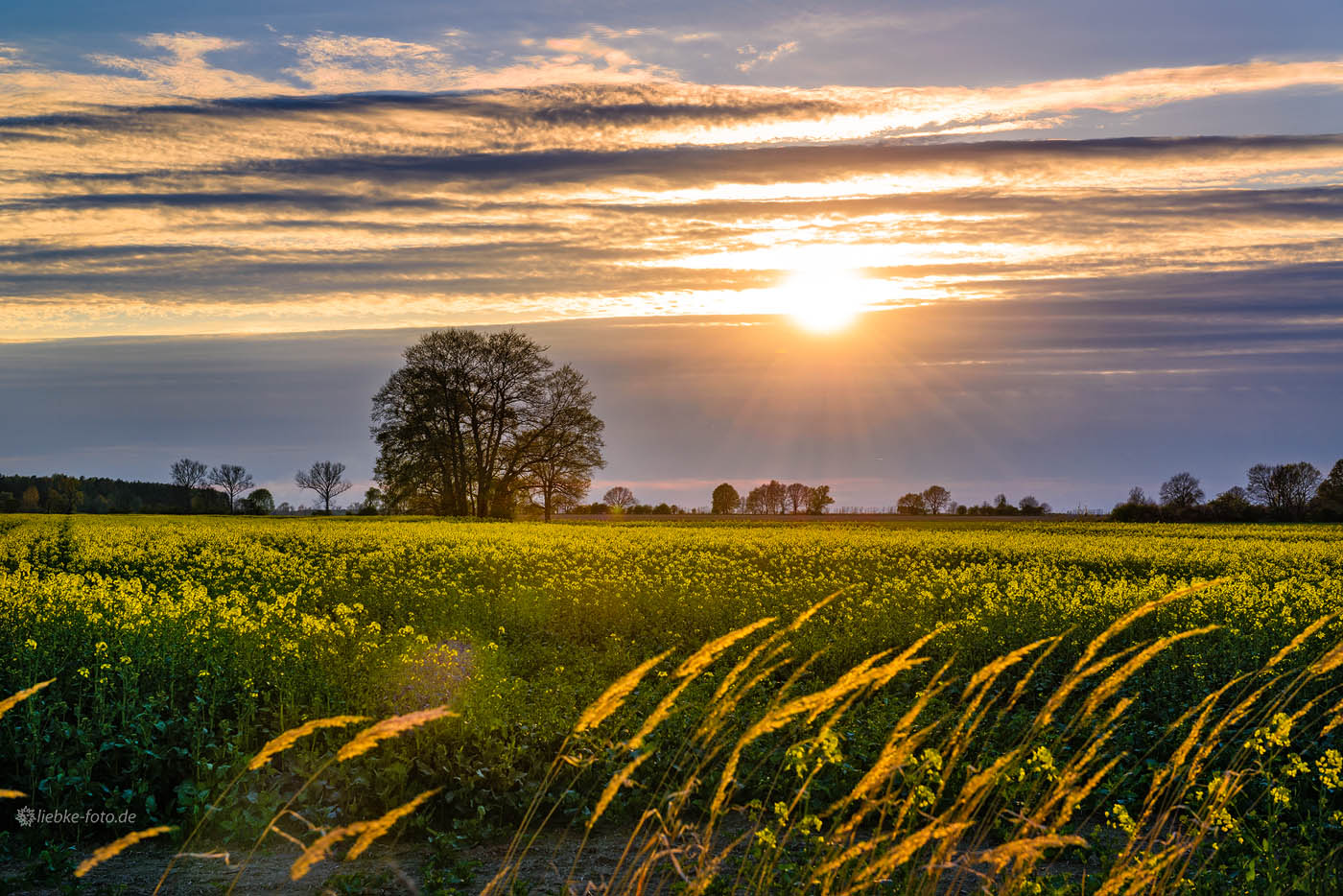 Abends in Amalienfelde - das magische Märkische Licht