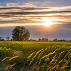 Abends in Amalienfelde - das magische Märkische Licht