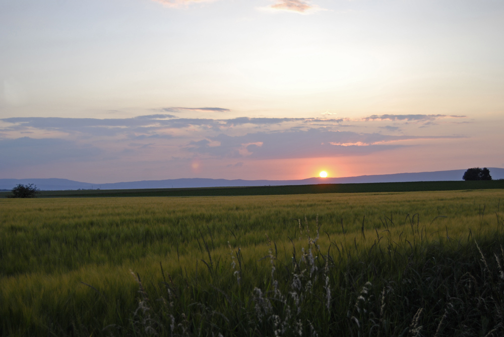 abends in den Feldern