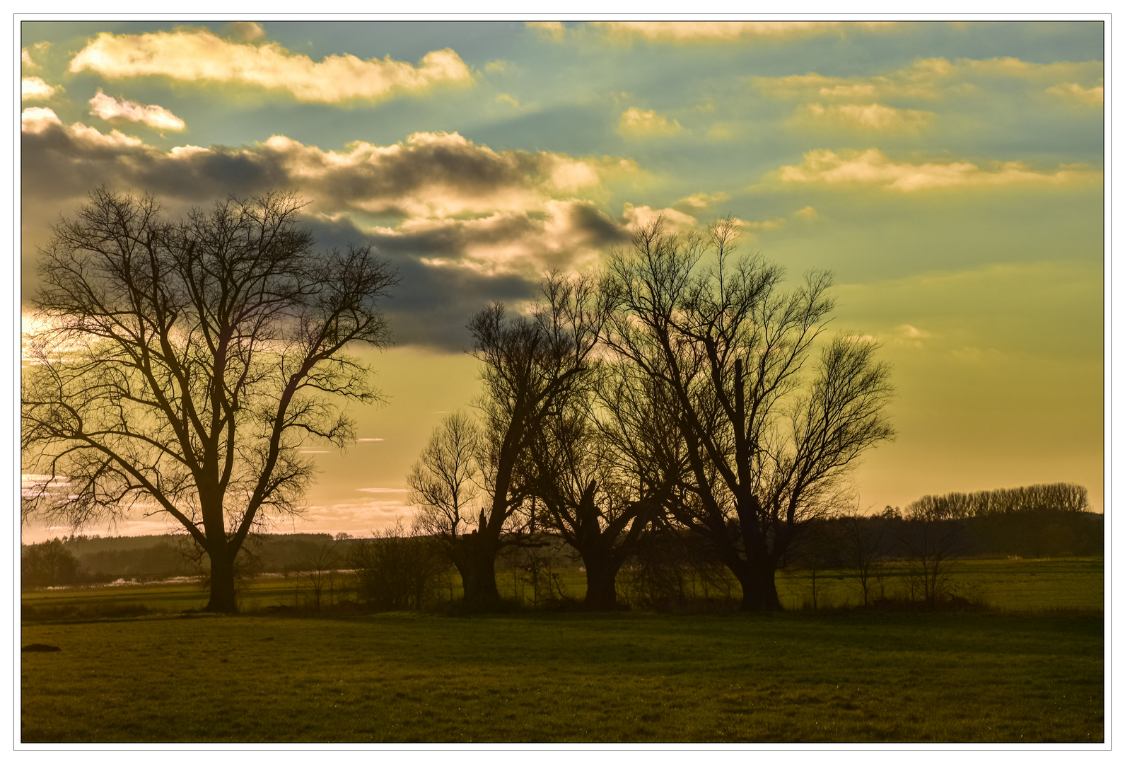 Abends in den Tollensewiesen