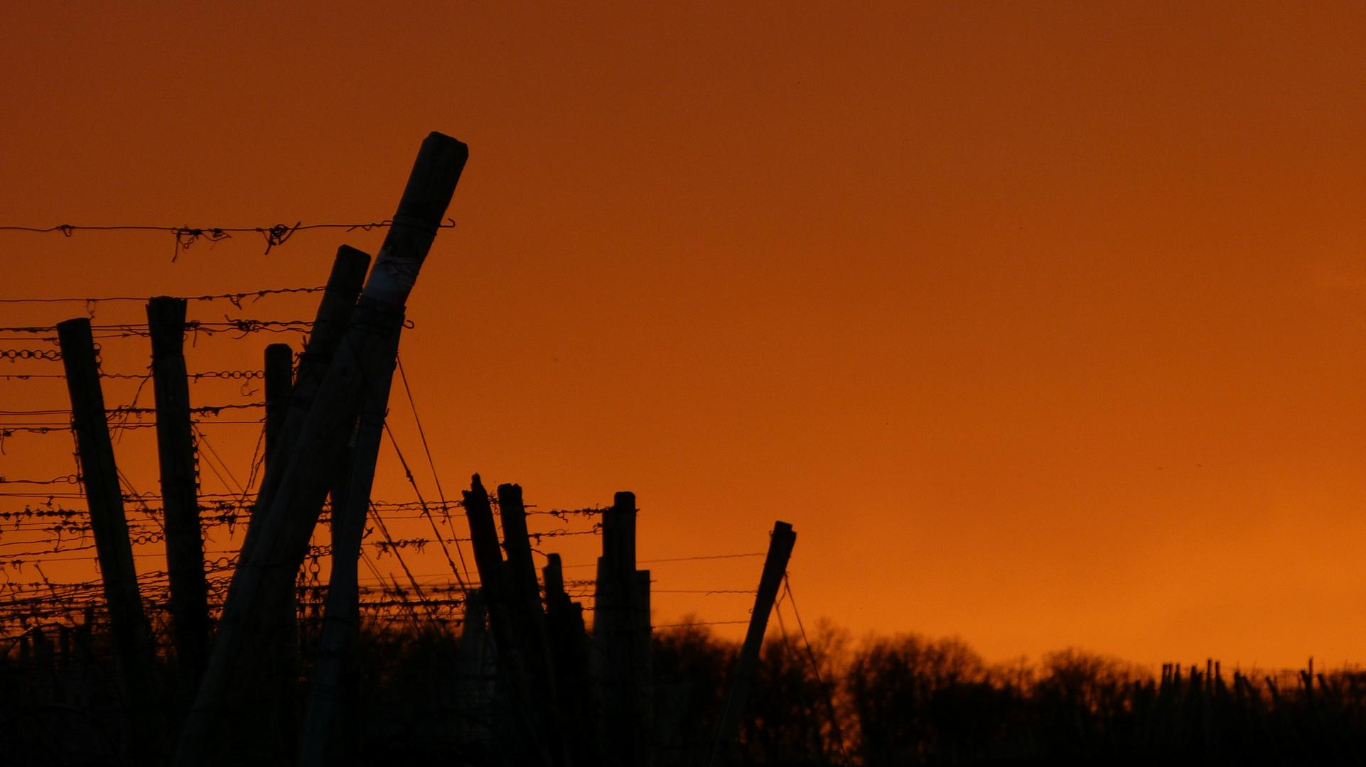 Abends in den Weinbergen