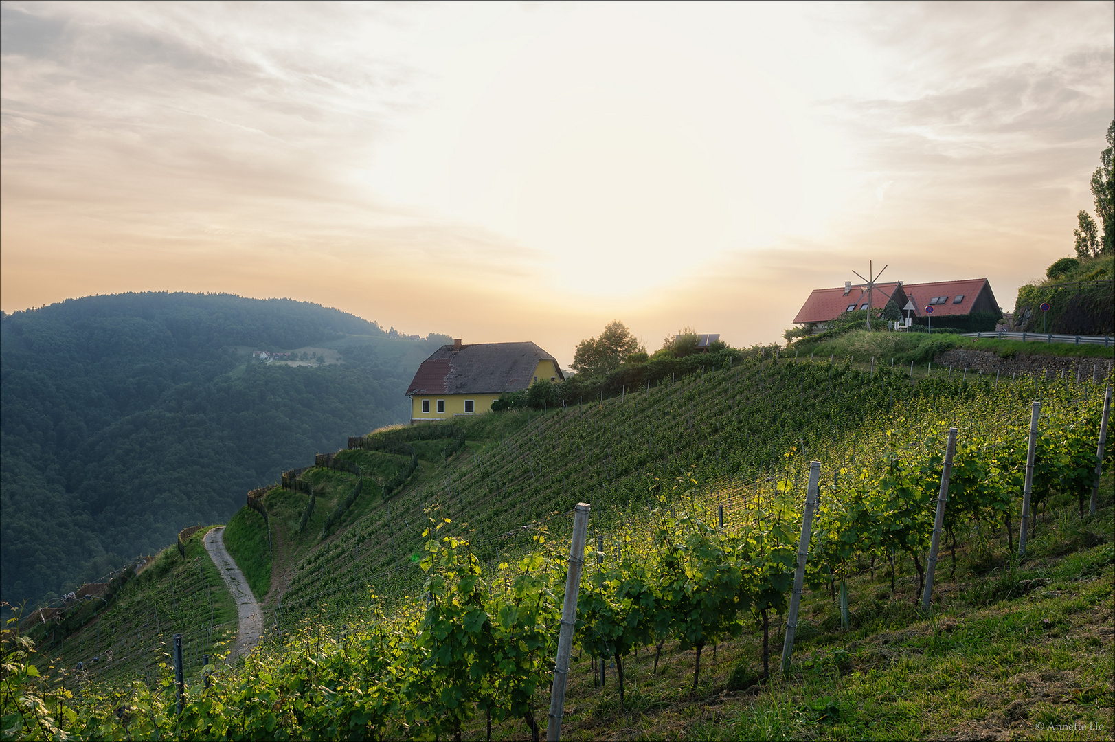 Abends in den Weinbergen