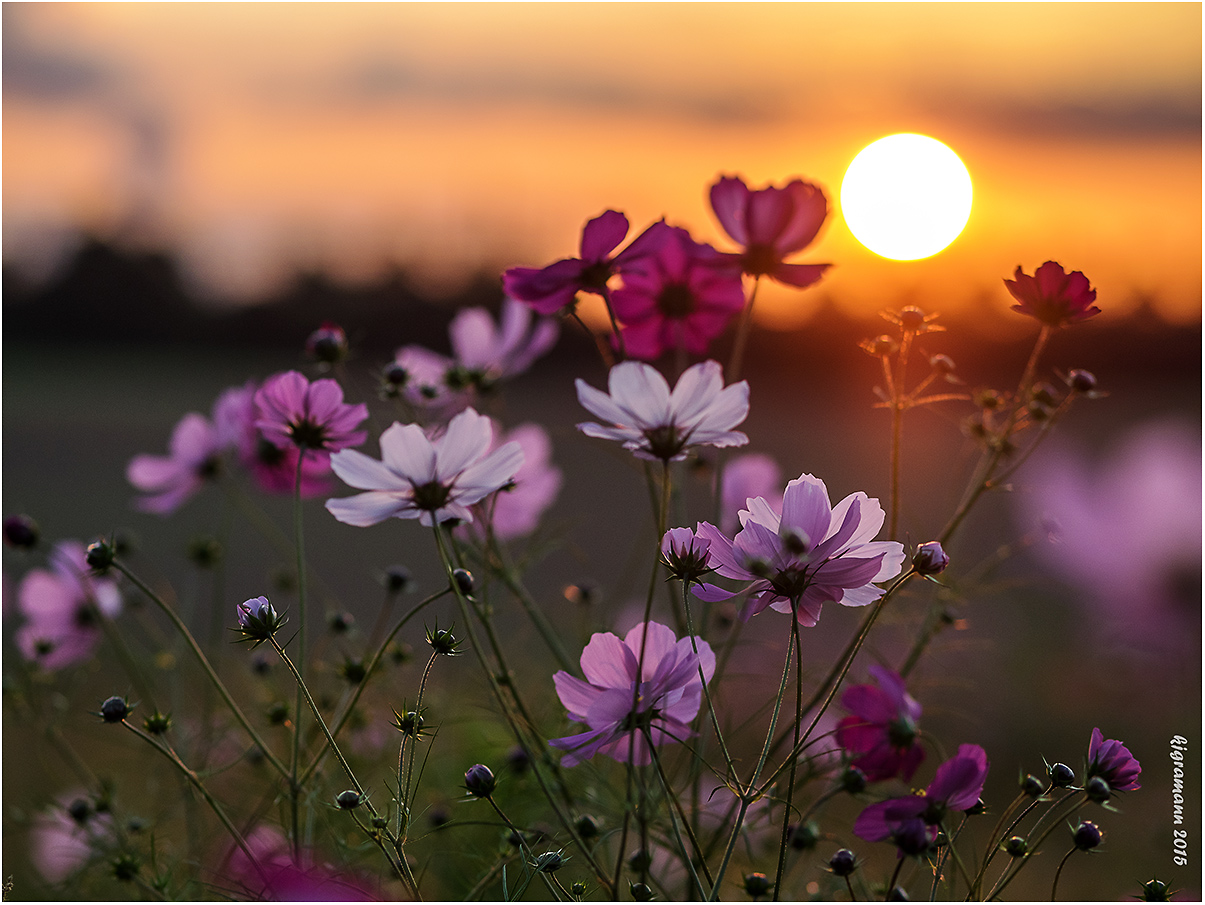 abends in der blümchenwiese... Foto &amp; Bild | natur-kreativ ...