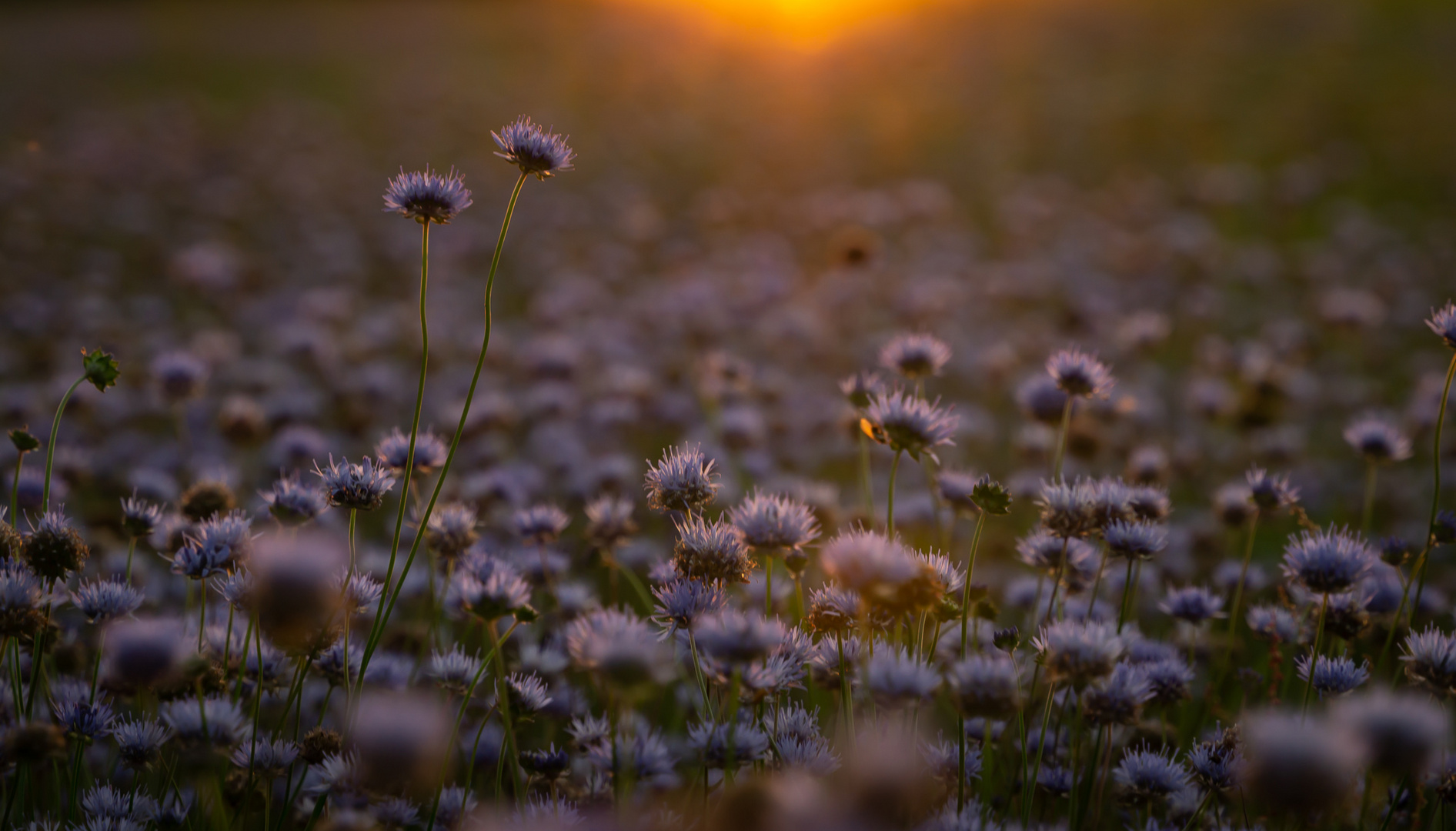 Abends in der Blumenwiese