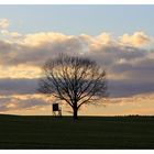 Abends in der Dübener Heide