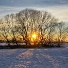 Abends in der Elbaue