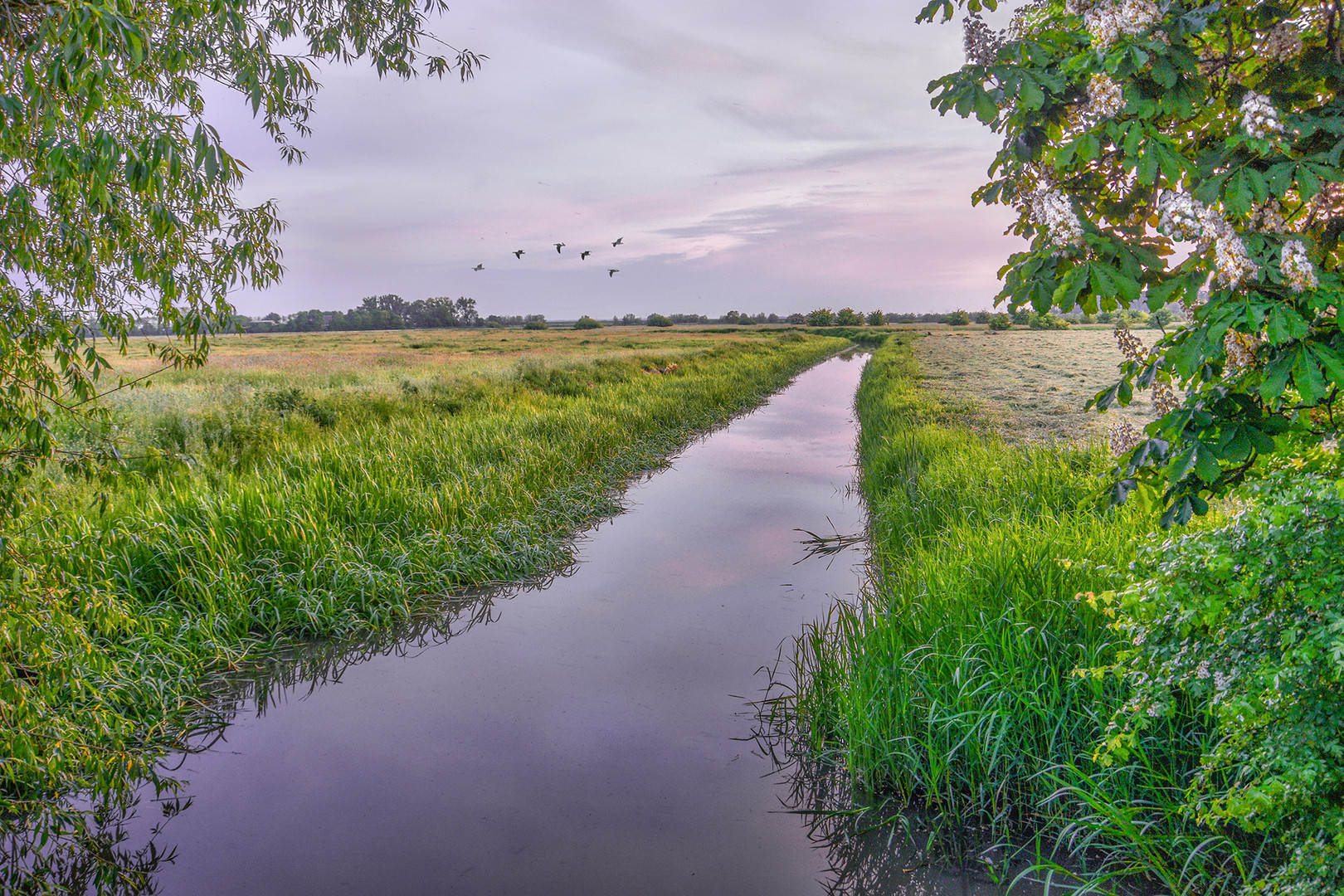 Abends in der Elbmarsch