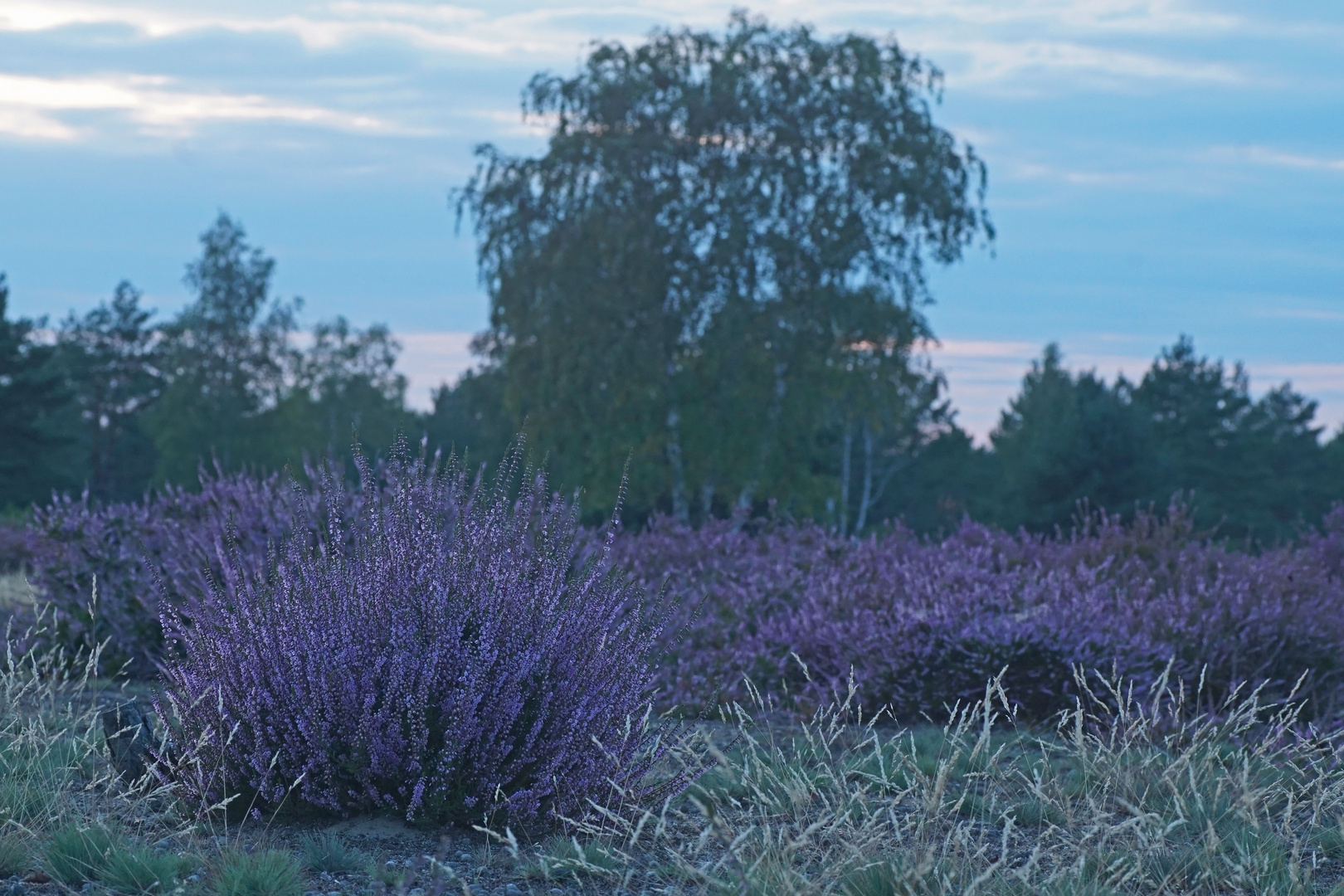 Abends in der Heide 2