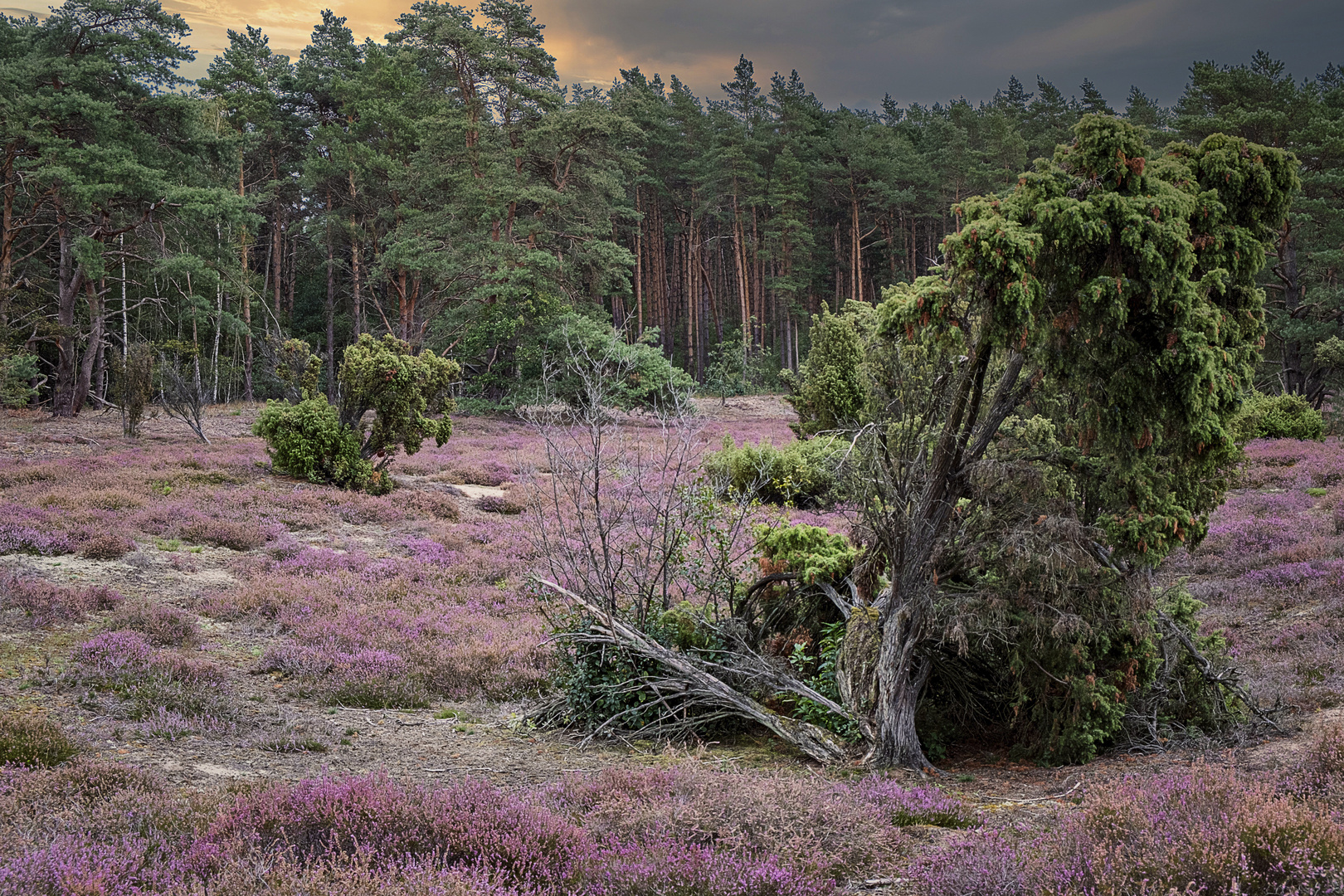 Abends in der Heide