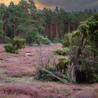 Abends in der Heide