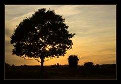 Abends in der Heide