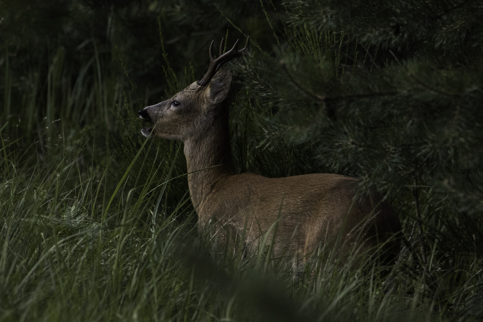 Abends in der Heide