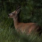 Abends in der Heide