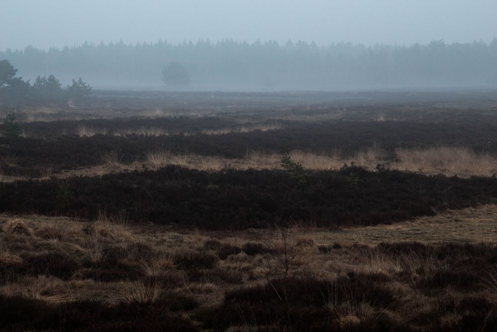 Abends in der Heide III