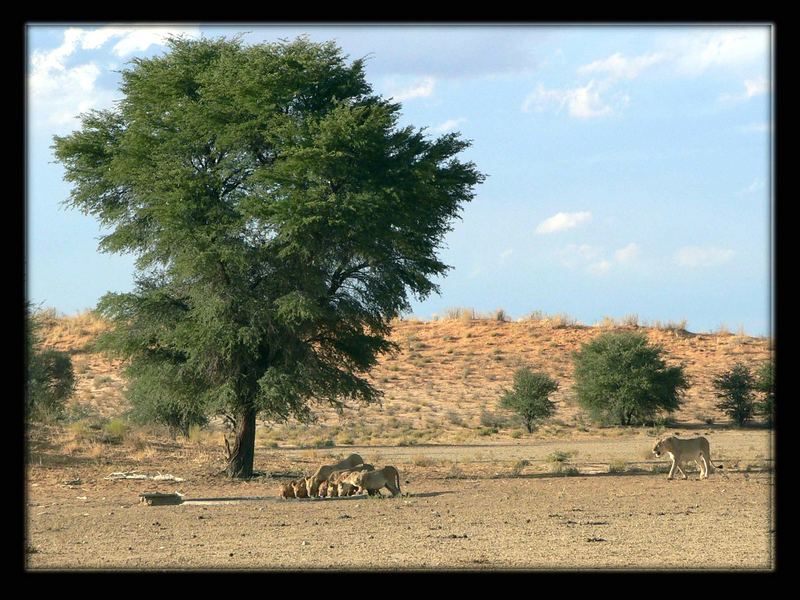 Abends in der Kalahari