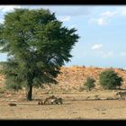 Abends in der Kalahari