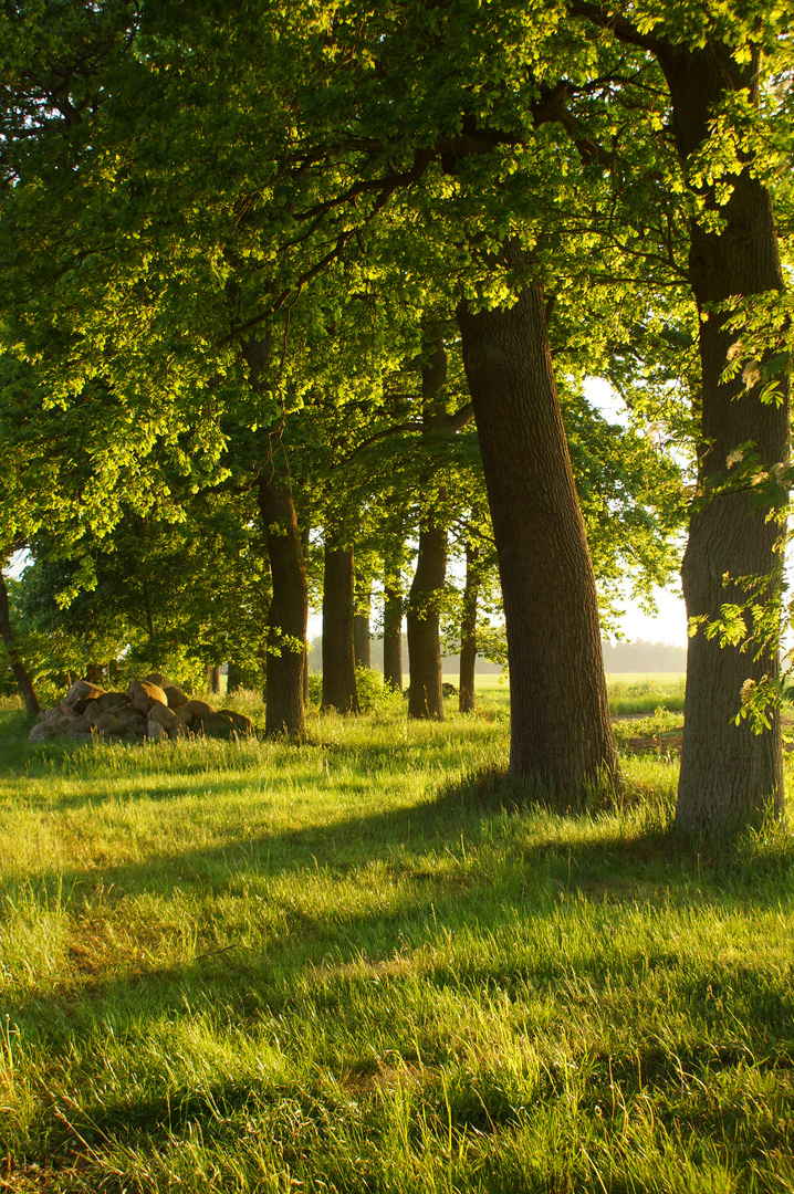 Abends in der Lüneburger Heide 2