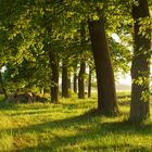 Abends in der Lüneburger Heide 2