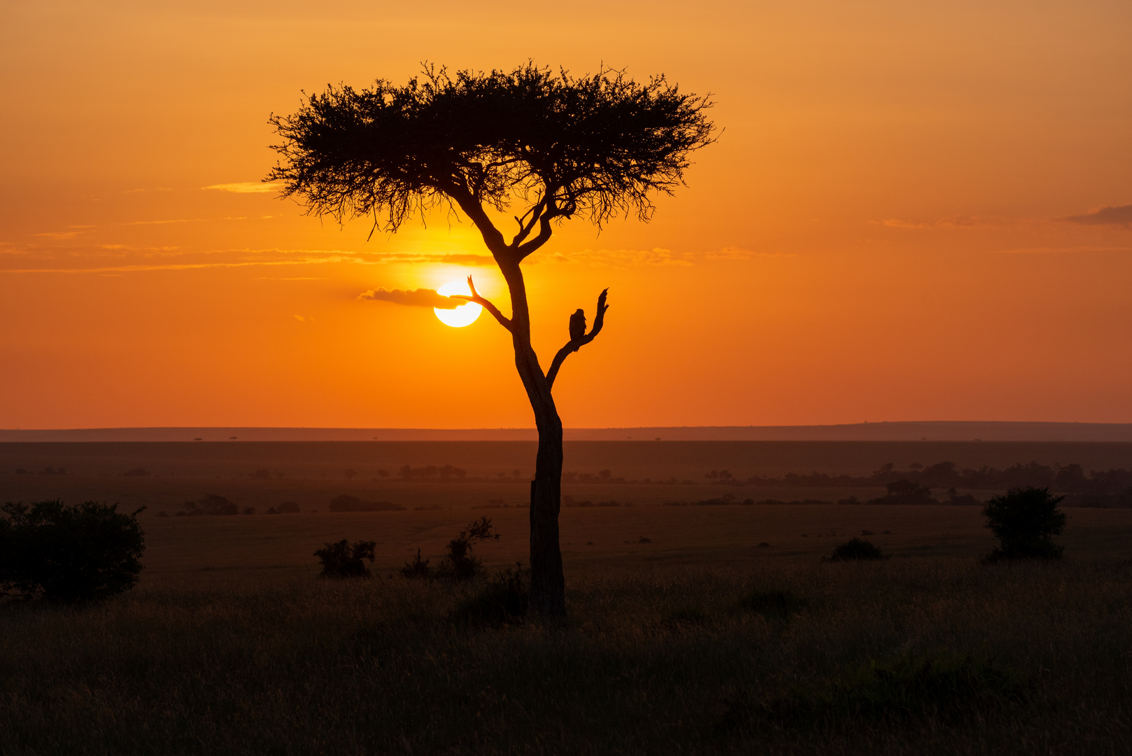 Abends in der Masai Mara