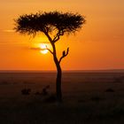 Abends in der Masai Mara