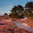 Abends in der Nemitzer Heide