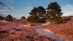 Abends in der Nemitzer Heide