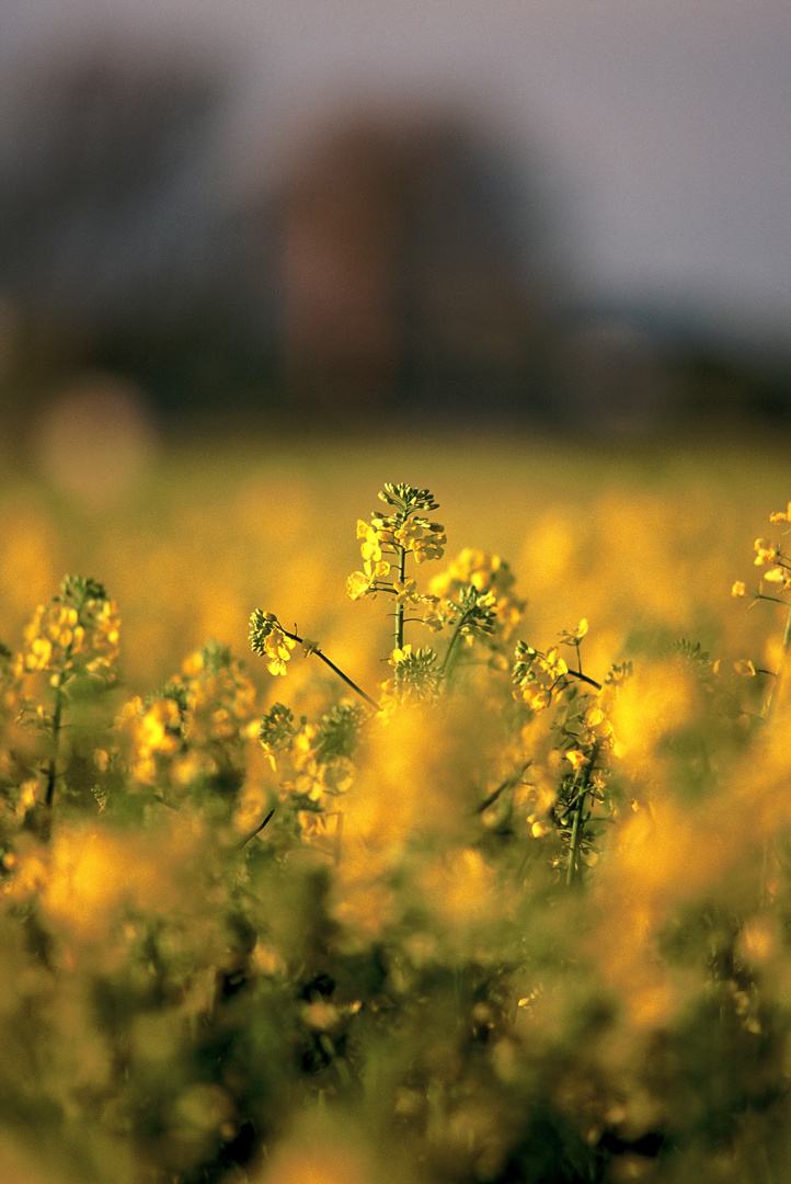 Abends in der Rapsblüte