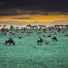 Abends in der Serengeti