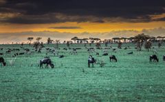 Abends in der Serengeti