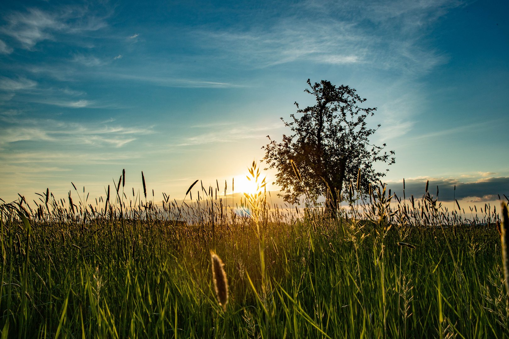 Abends in der Streuobstwiese