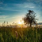 Abends in der Streuobstwiese