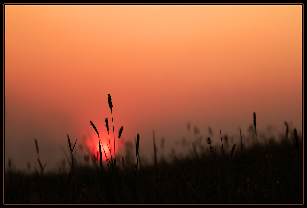 Abend's in der Wiese