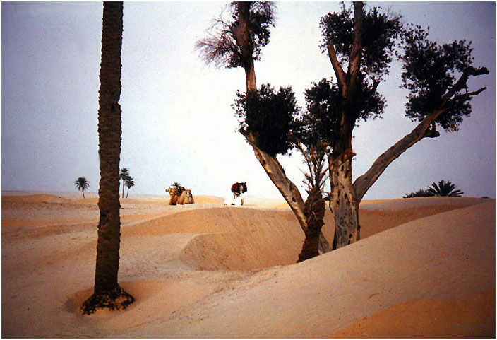 Abends in der Wüste