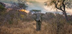 Abends in Ruaha