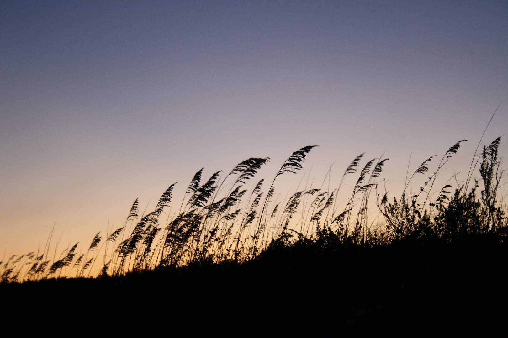 Abends in South Carolina