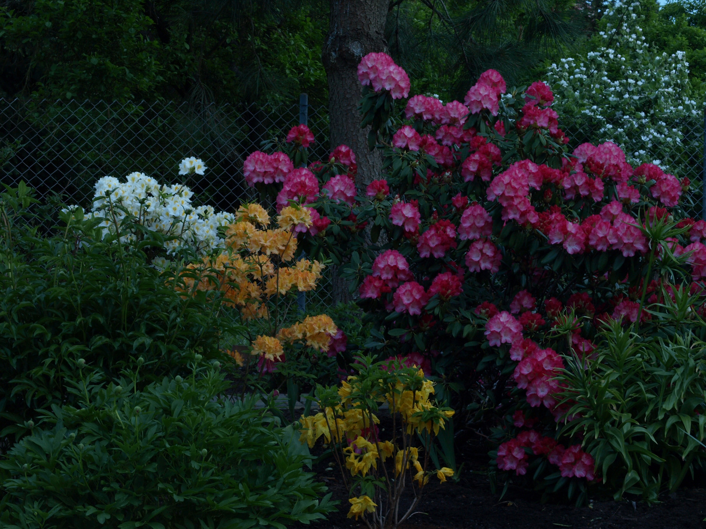 Abends in unserem Garten