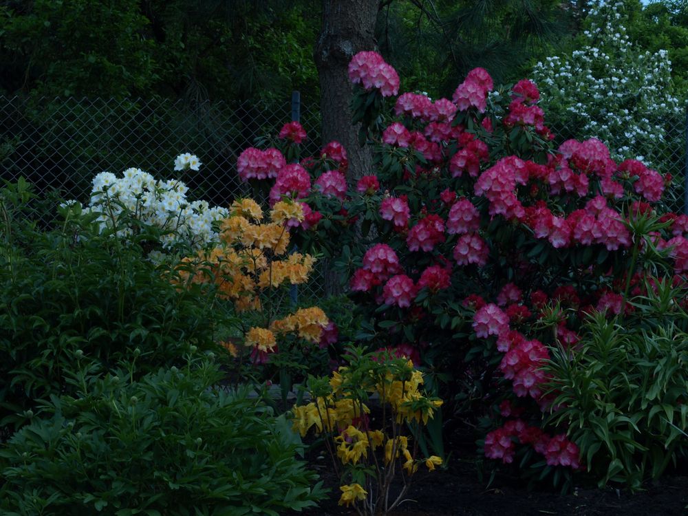 Abends in unserem Garten