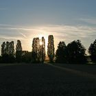 Abends kurz vor der Ernte