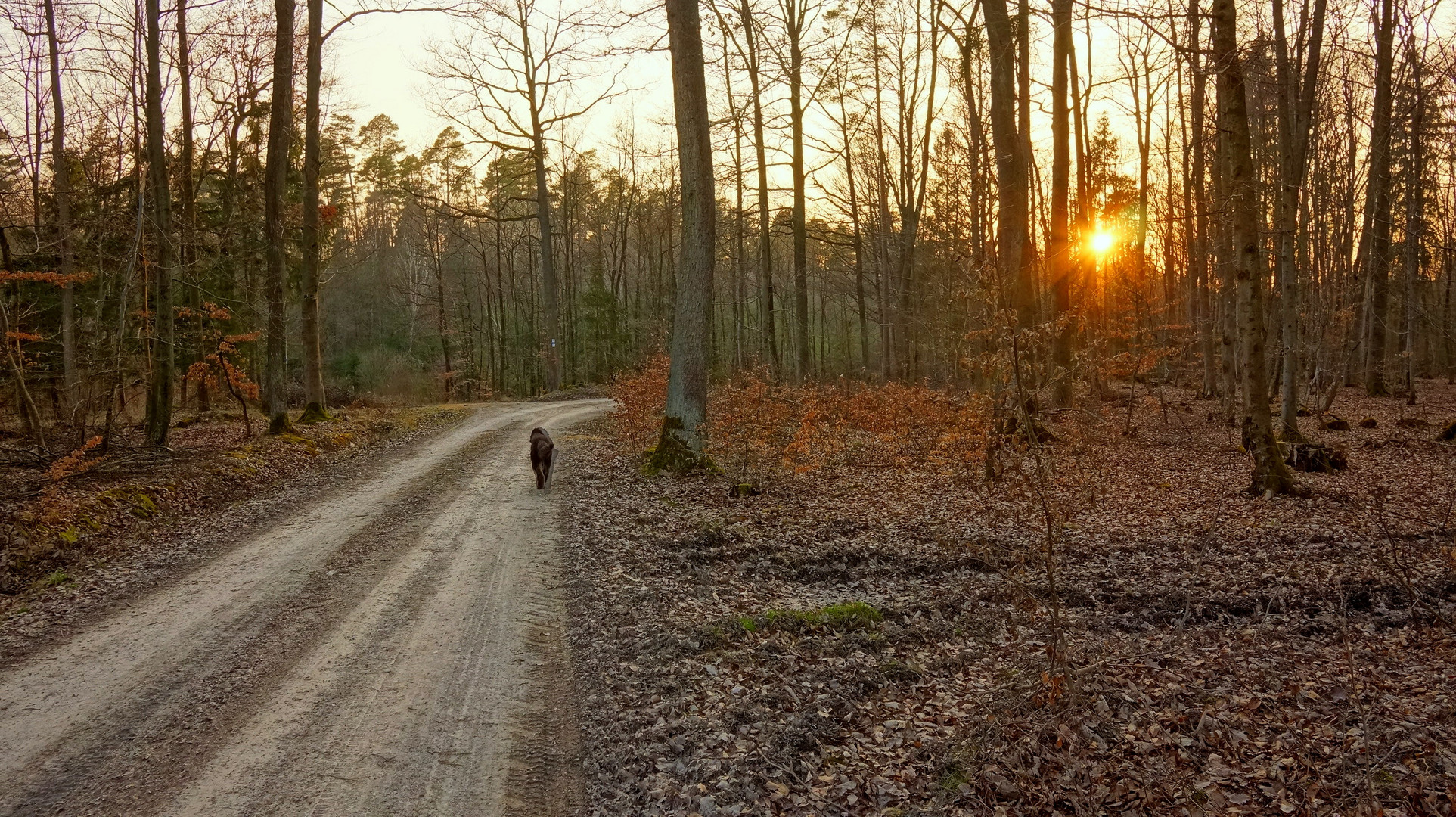 abends mit Wicky-Emily im Wald (por la tarde con Wicky-Emily en el bosque)