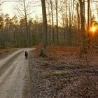 abends mit Wicky-Emily im Wald (por la tarde con Wicky-Emily en el bosque)