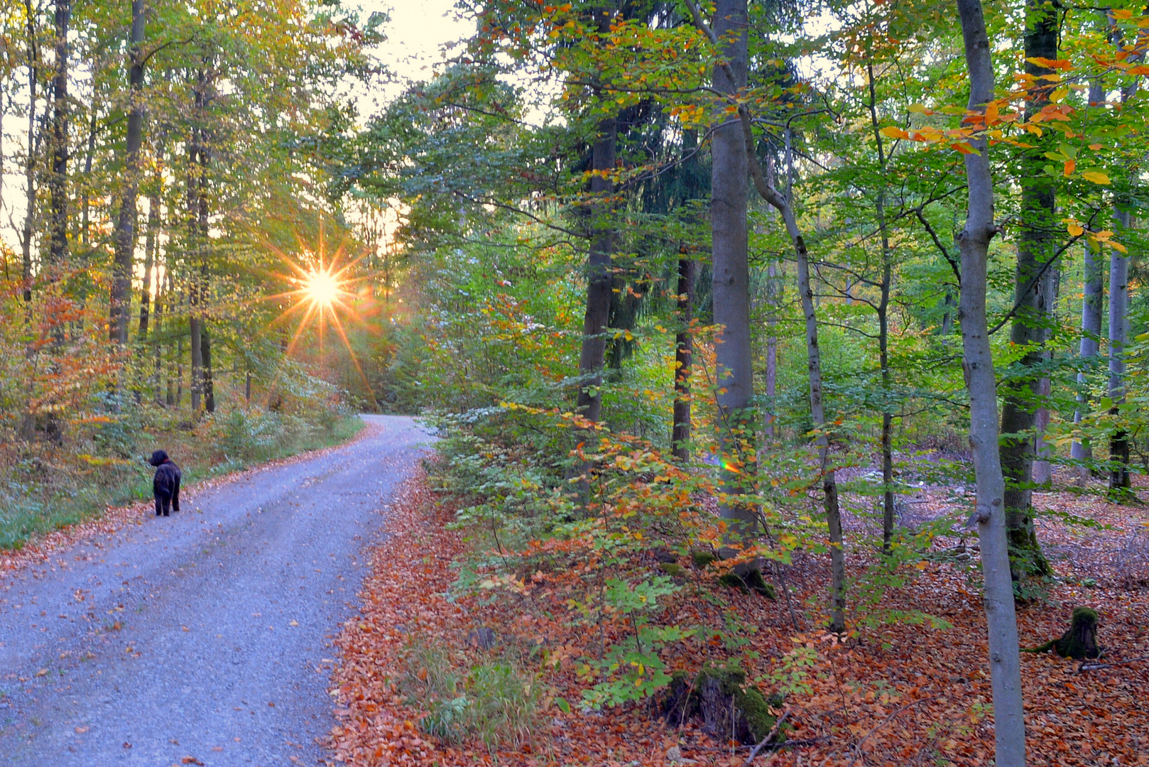 abends mit Wicky-Emily im Wald (por la tarde con Wicky-Emily en el bosque)