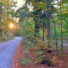 abends mit Wicky-Emily im Wald (por la tarde con Wicky-Emily en el bosque)