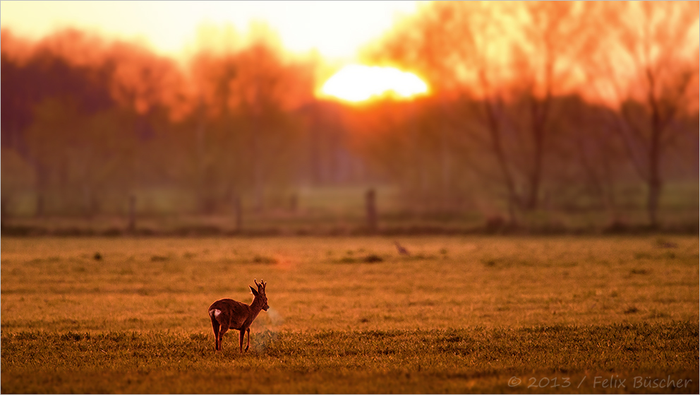 Abends schläft er auf der großen Moorwiese...