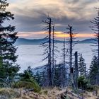 Abends über dem Nebelmeer am Zwercheck (Bayrerischer Wald)